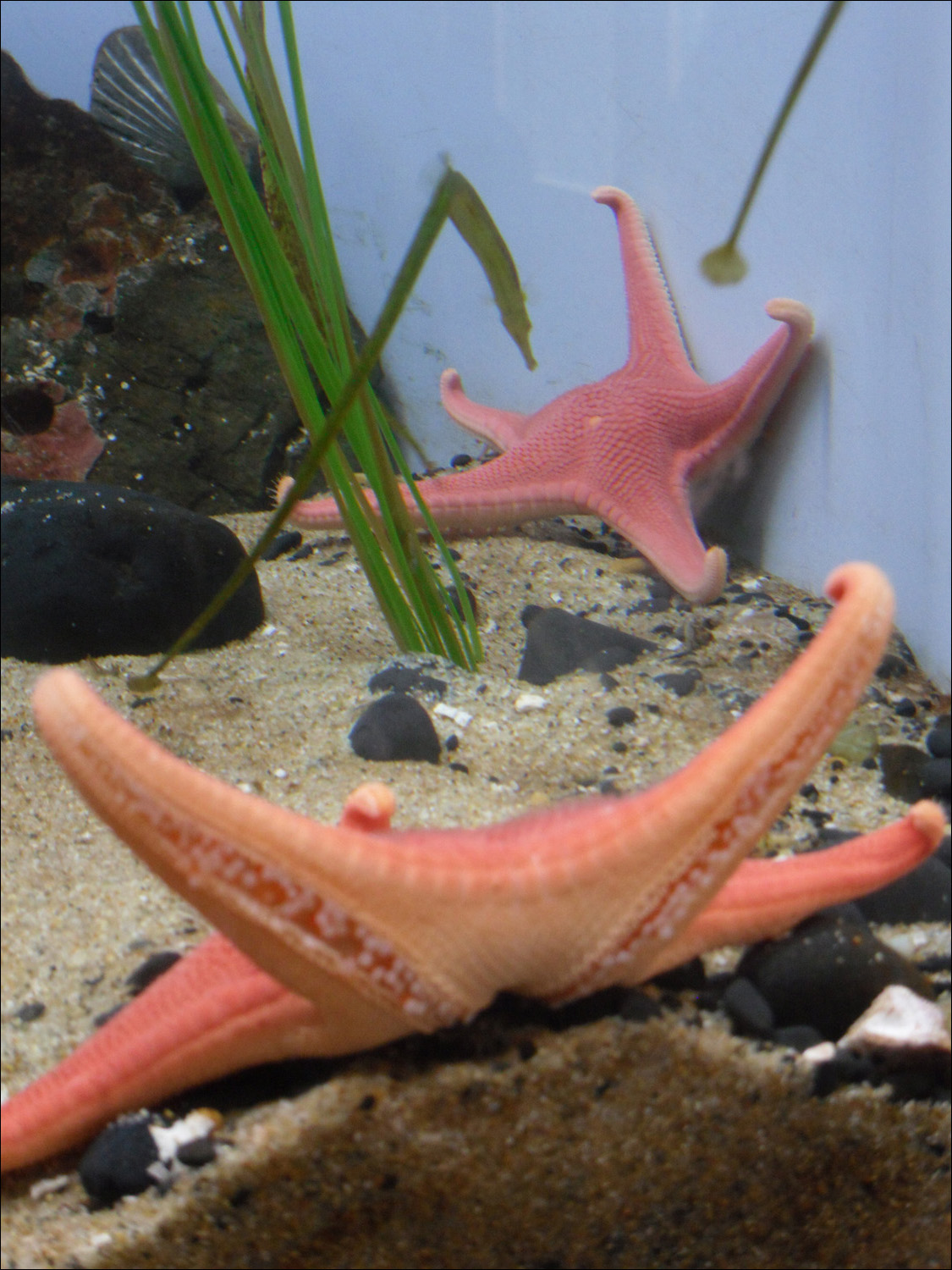 Newport, OR- Oregon Coast Aquarium-starfish & pipefish